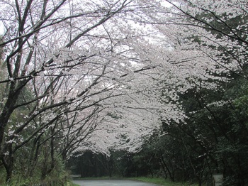 桜トンネルⅡ