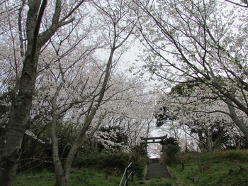 桜も満開の金毘羅さん