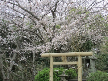 苓北町釜八尾神社の桜