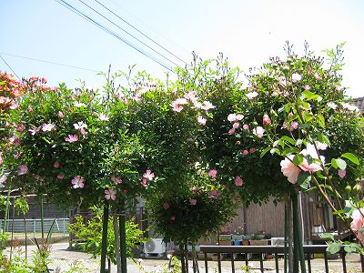 バラの花園