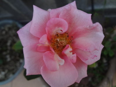 綺麗な☆ピンクの薔薇が咲きました(^_-)-☆