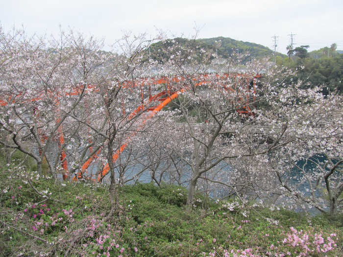 いつの間にか満開の桜でした