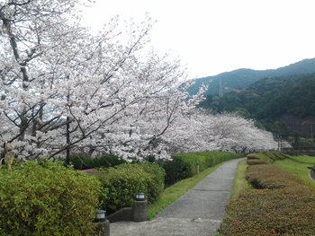 河浦町支所近辺の桜です