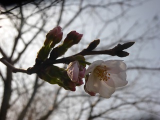 桜もチラホラ咲き始めましたね♪♪