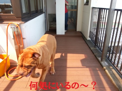 見~つけた?ワンコシャンプー