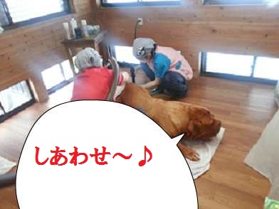 見~つけた?ワンコシャンプー