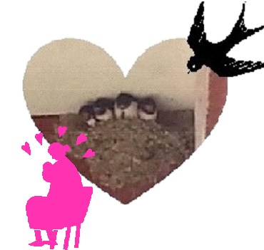 ツバメ