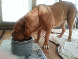 リリーお食事中