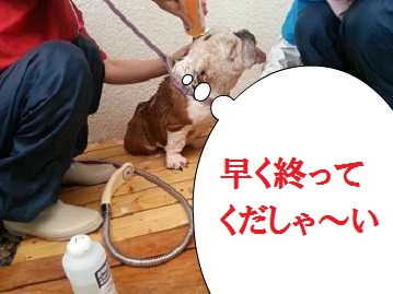 見~つけた?ワンコシャンプー