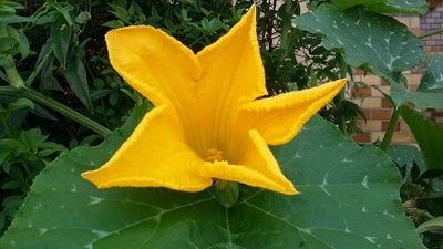 かぼちゃ?お帰り・ま~たネン昔のワンコ達