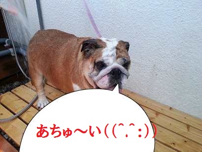 見~つけた?ワンコシャンプー