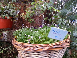 Green Note(グリーンノート)