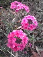 お花がいっぱい(*^_^*)