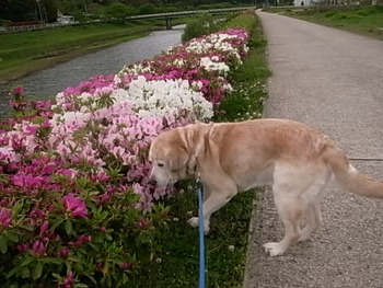 ラルの散歩道　藤の花