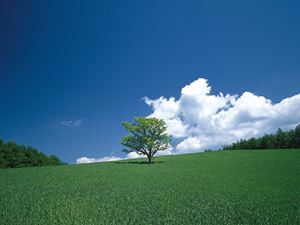 自分が欲しいと思うもの