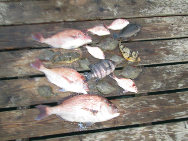 釣れる魚は色々
