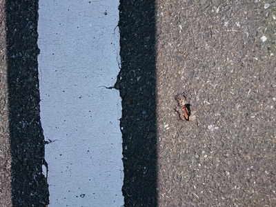 道路の釘