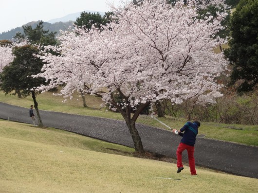 まだ、桜は満開でした。