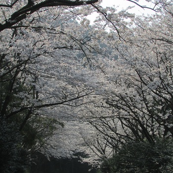 桜のトンネル（富岡ー本渡間）