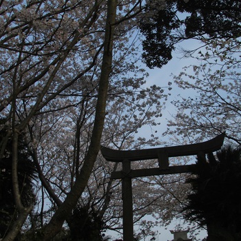 富岡金毘羅さんの桜