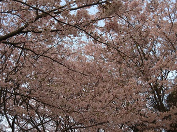 雨でも桜は元気だった