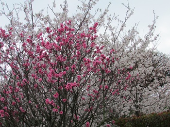 桜と桃のコラボ