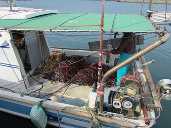 イセエビ漁は４月いっぱい
