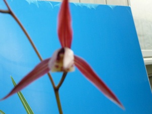 蘭