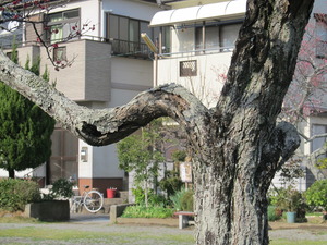 家の庭にも