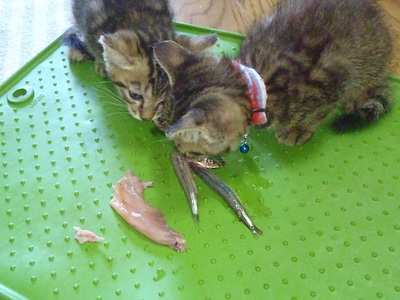 本日のにゃん仔