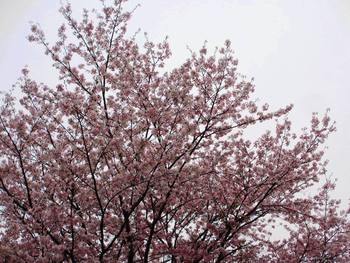 桜花の轍（わだち）