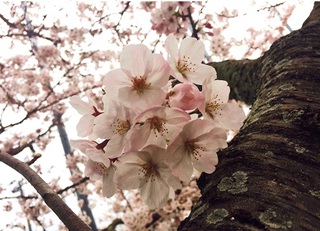桜満開♪