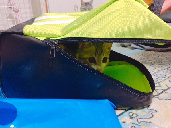猫用テント？