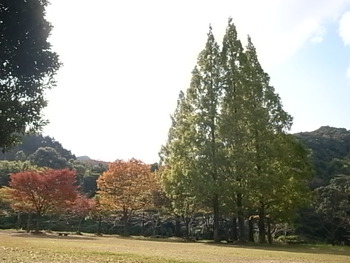 ダム湖周辺の紅葉は・・・