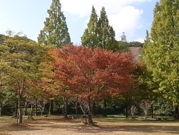 ダム湖周辺の紅葉は・・・