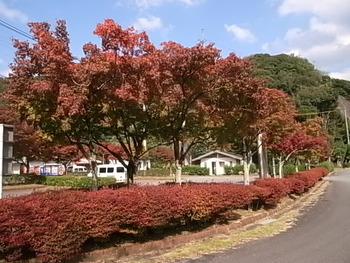 ダム湖周辺の紅葉は・・・