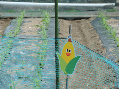 とうもろこし