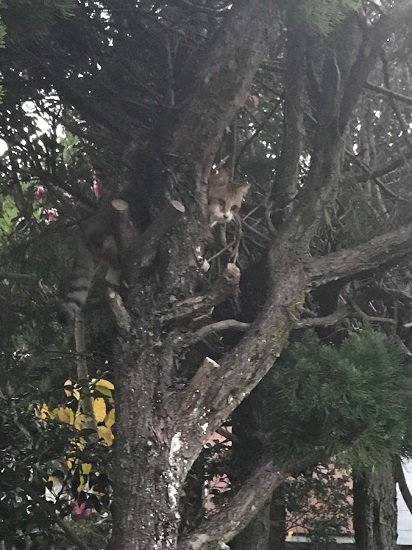 木登り猫