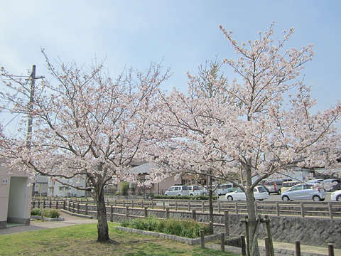 末石公園の桜❀