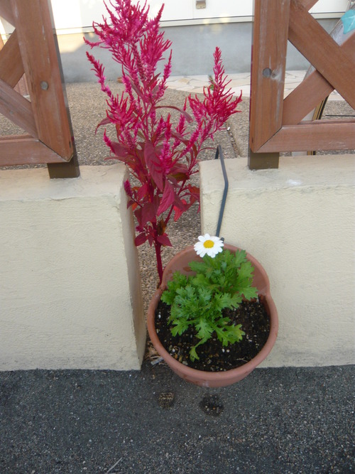 やっと、花を植え替えました。