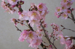 生花　「啓翁桜の一種生け」