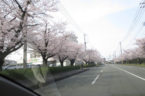 健軍自衛隊通りの桜並木
