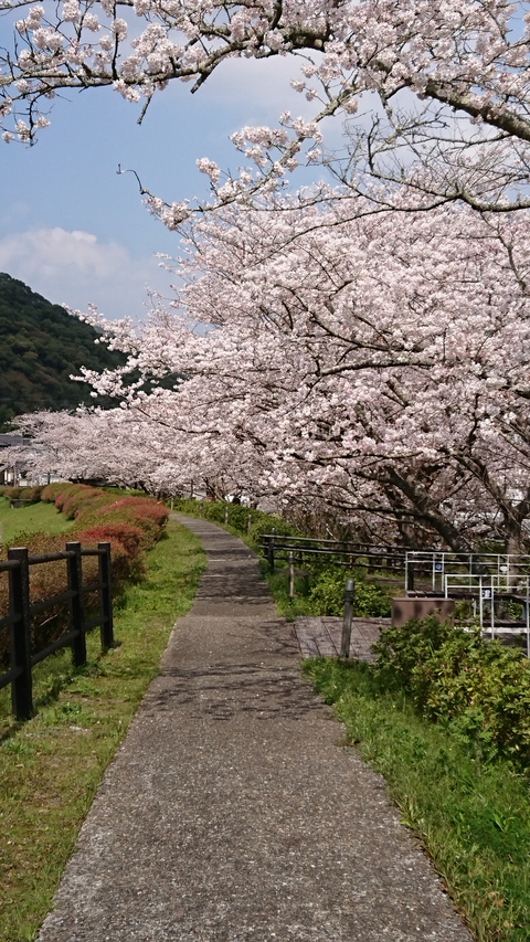 一町田川周辺の桜並木