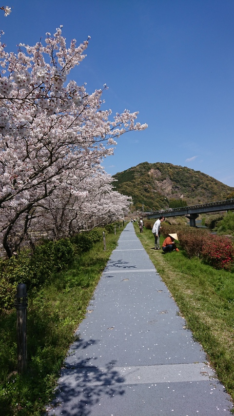 一町田川周辺の桜並木