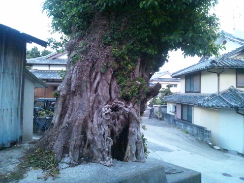 この木知ってます？