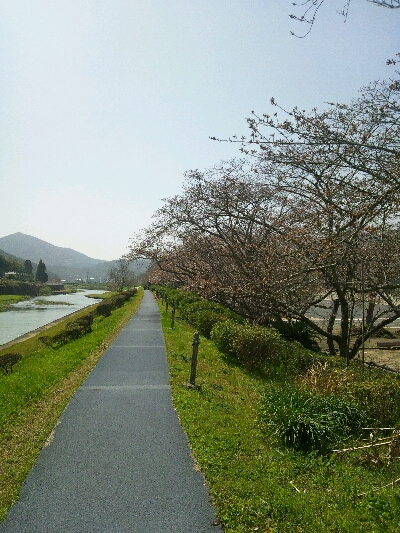 コレジヨ公園の桜