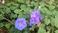 花開いた