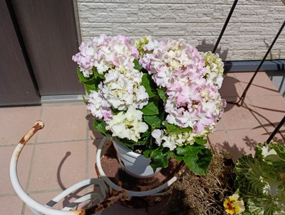 フリル咲き